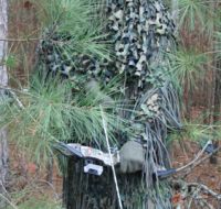 IMG_3208_woodland